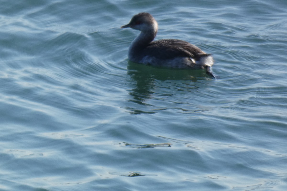 Horned Grebe - ML642046867