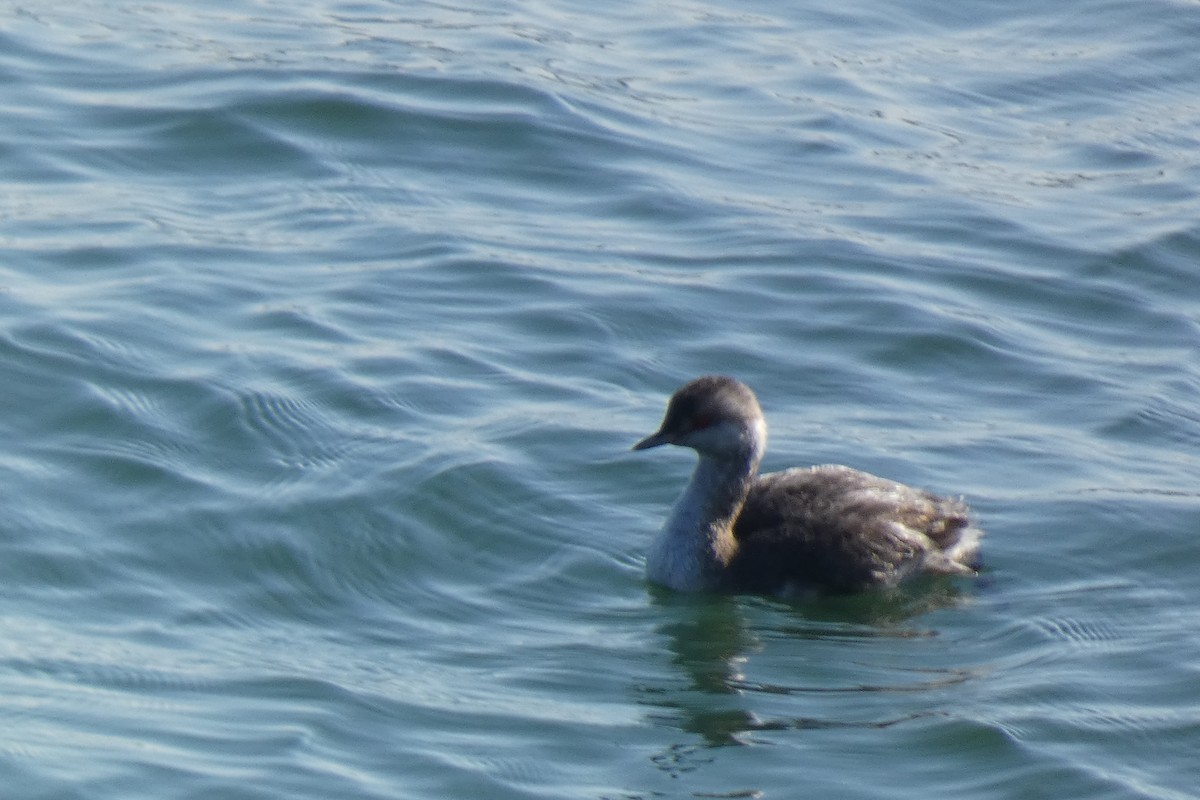 Horned Grebe - ML642046868