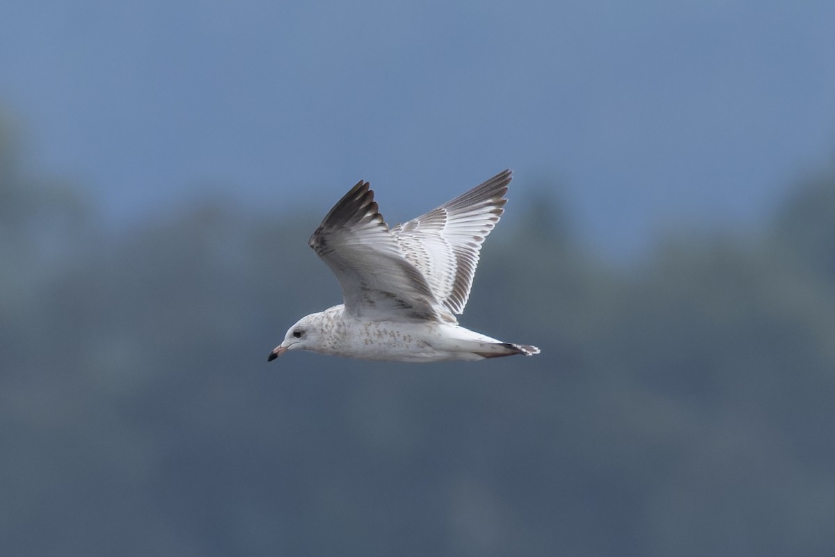 Ring-billed Gull - ML642046869