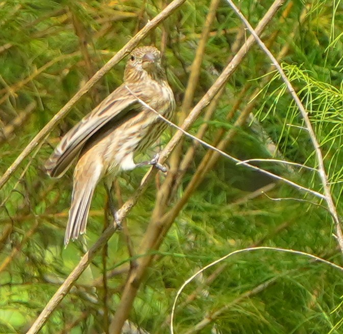 House Finch - ML642046871