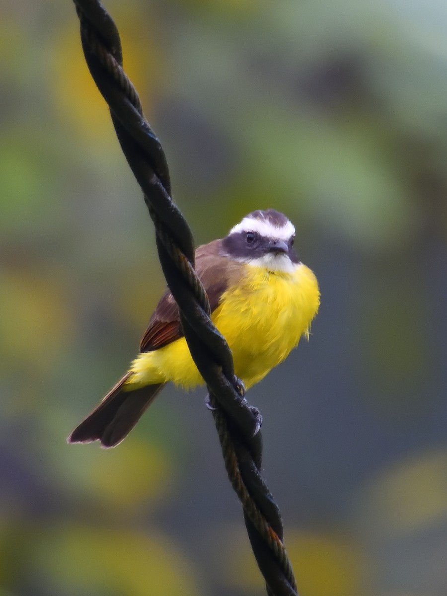 Rusty-margined/Social Flycatcher - ML642046872