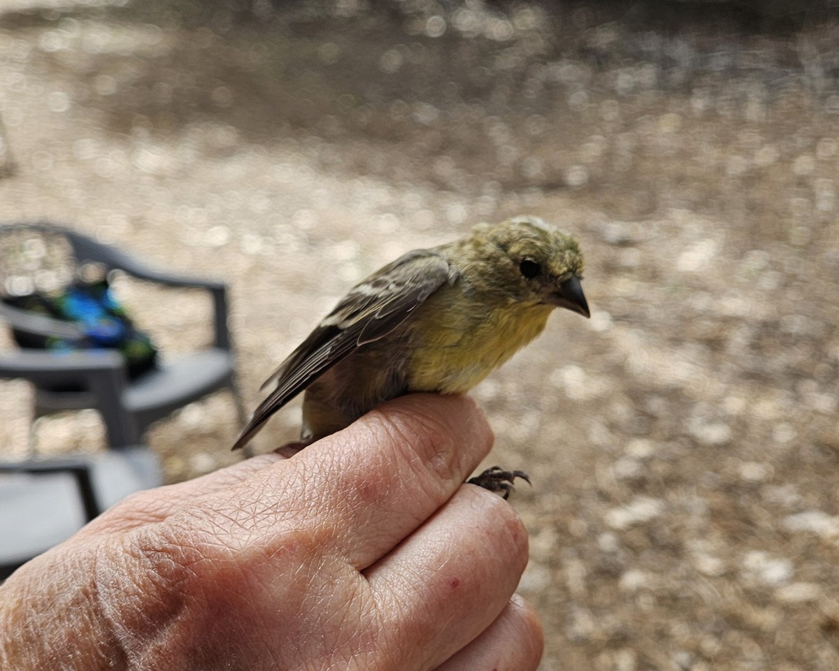 Lesser Goldfinch - ML642046874