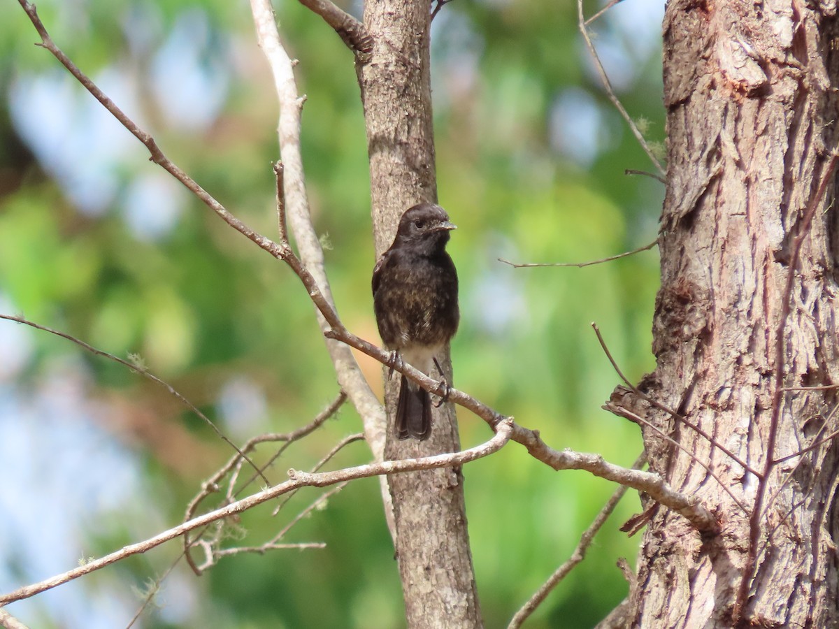Pied Bushchat - ML642046875