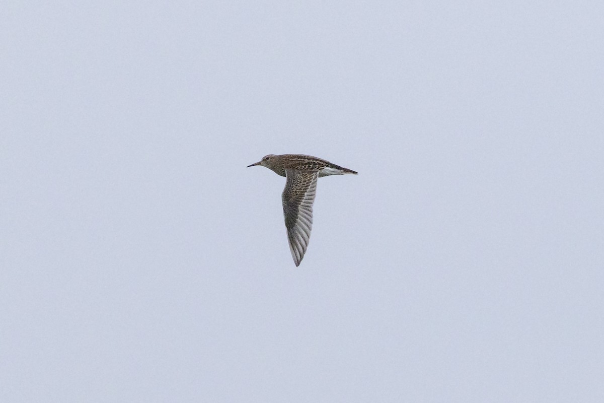 Pectoral Sandpiper - ML642046883