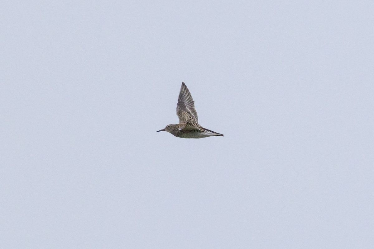 Pectoral Sandpiper - ML642046885