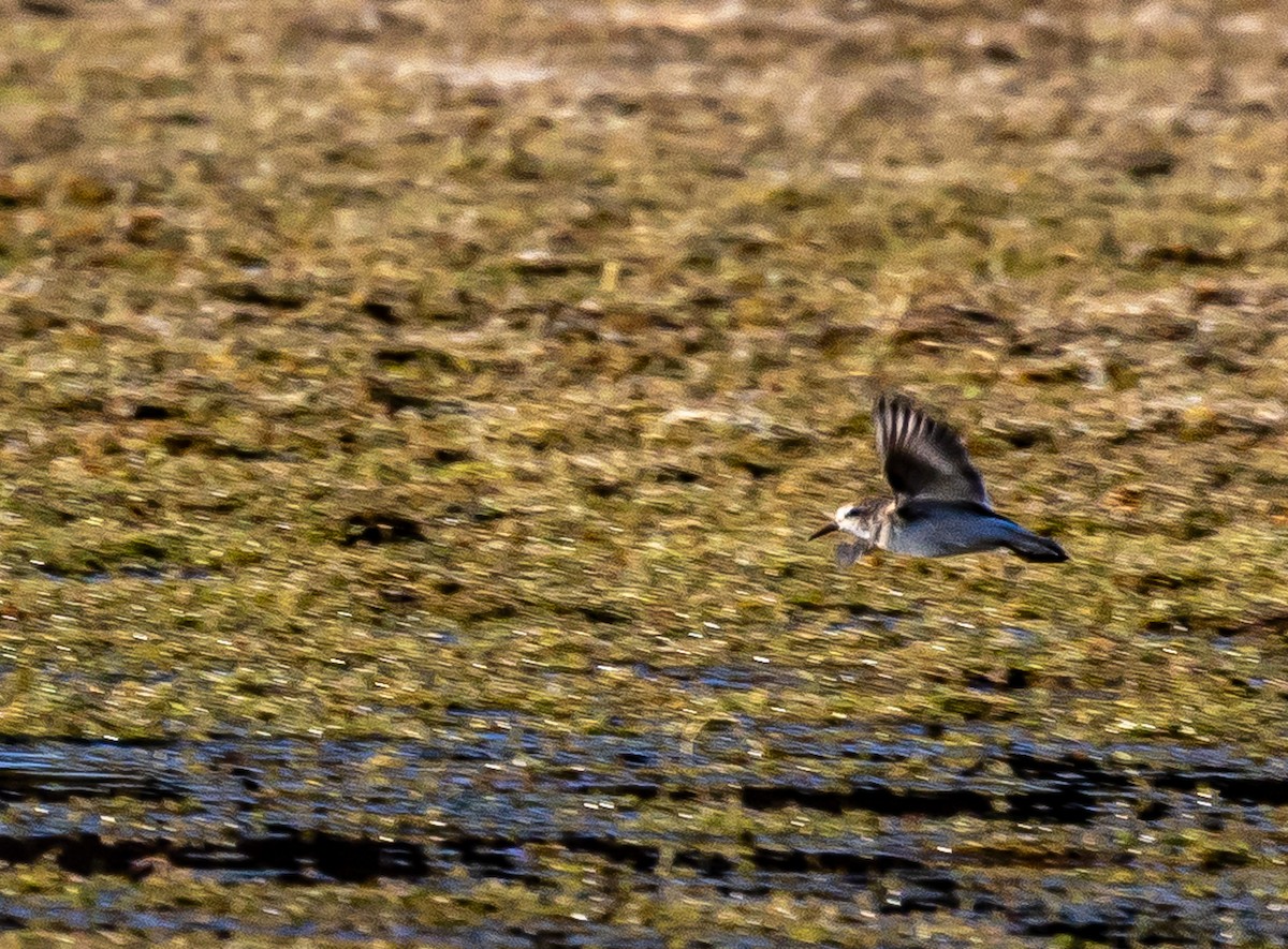 Least Sandpiper - ML642046886