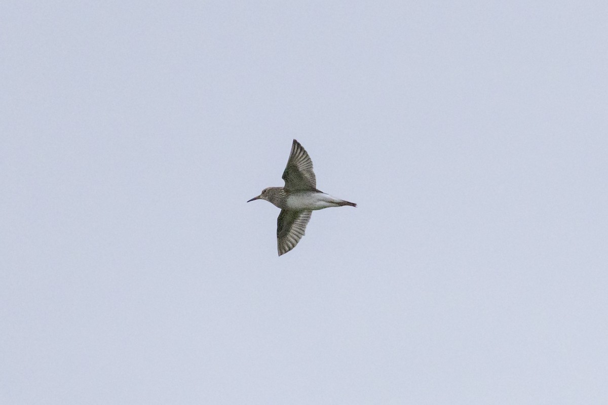 Pectoral Sandpiper - ML642046887