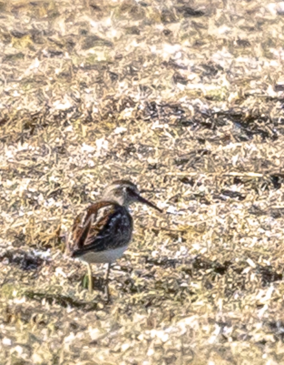 Least Sandpiper - ML642046888