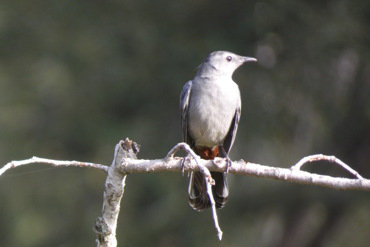 Gray Catbird - ML642046890
