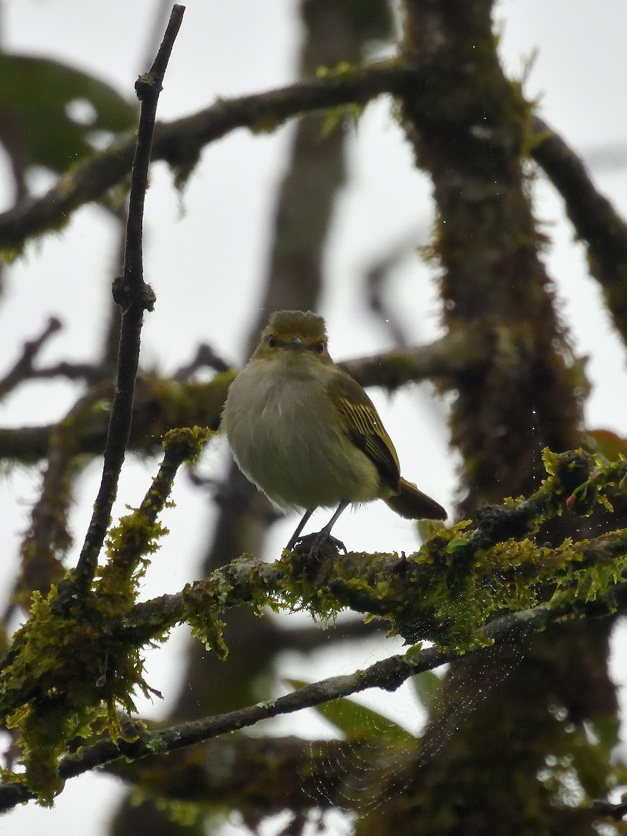 Choco Tyrannulet - ML642046892