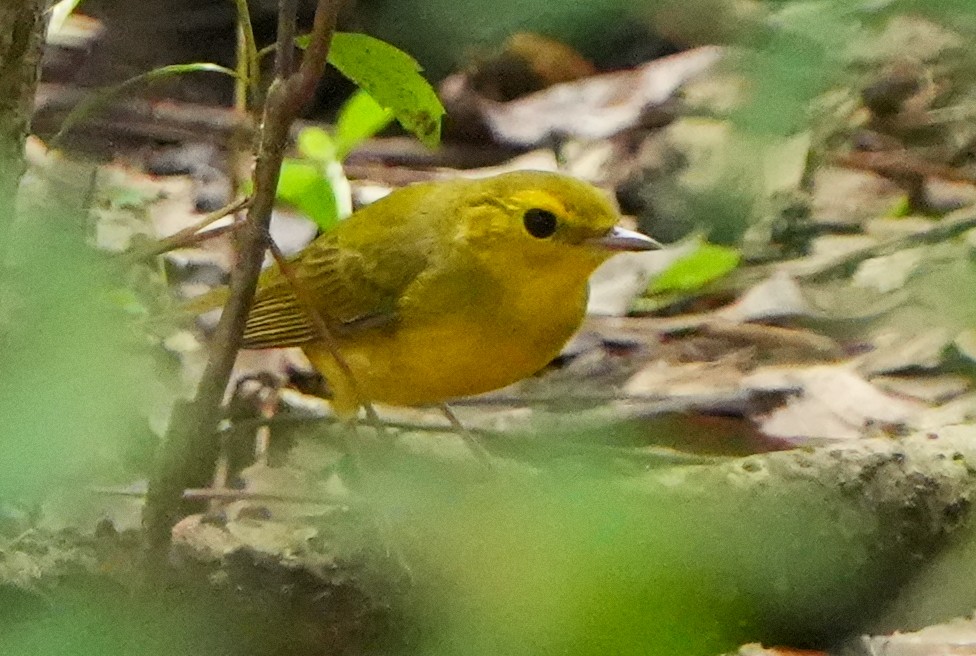 Hooded Warbler - ML642046893