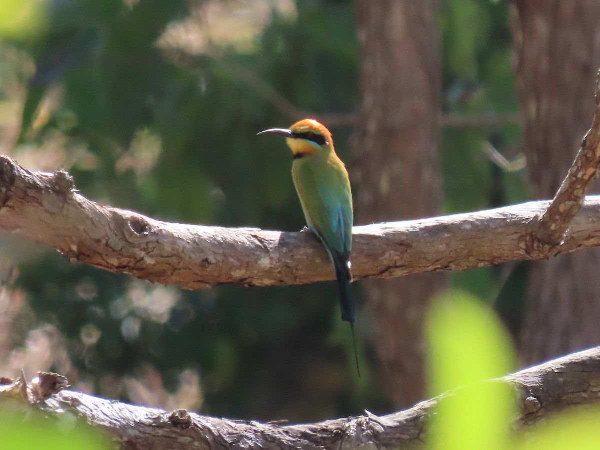 Rainbow Bee-eater - ML642046895