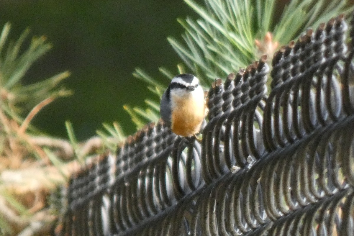 Red-breasted Nuthatch - ML642046896