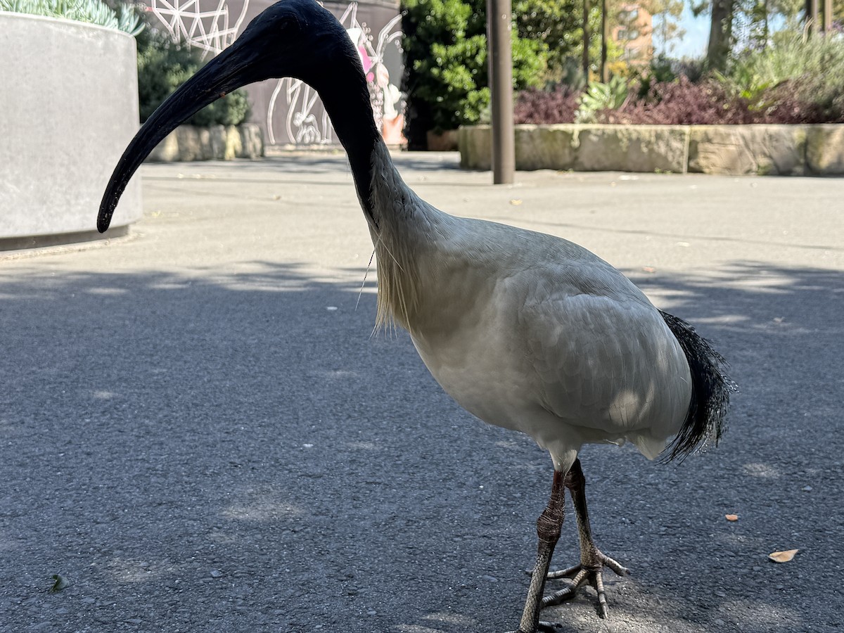 Ibis à cou noir - ML642046903