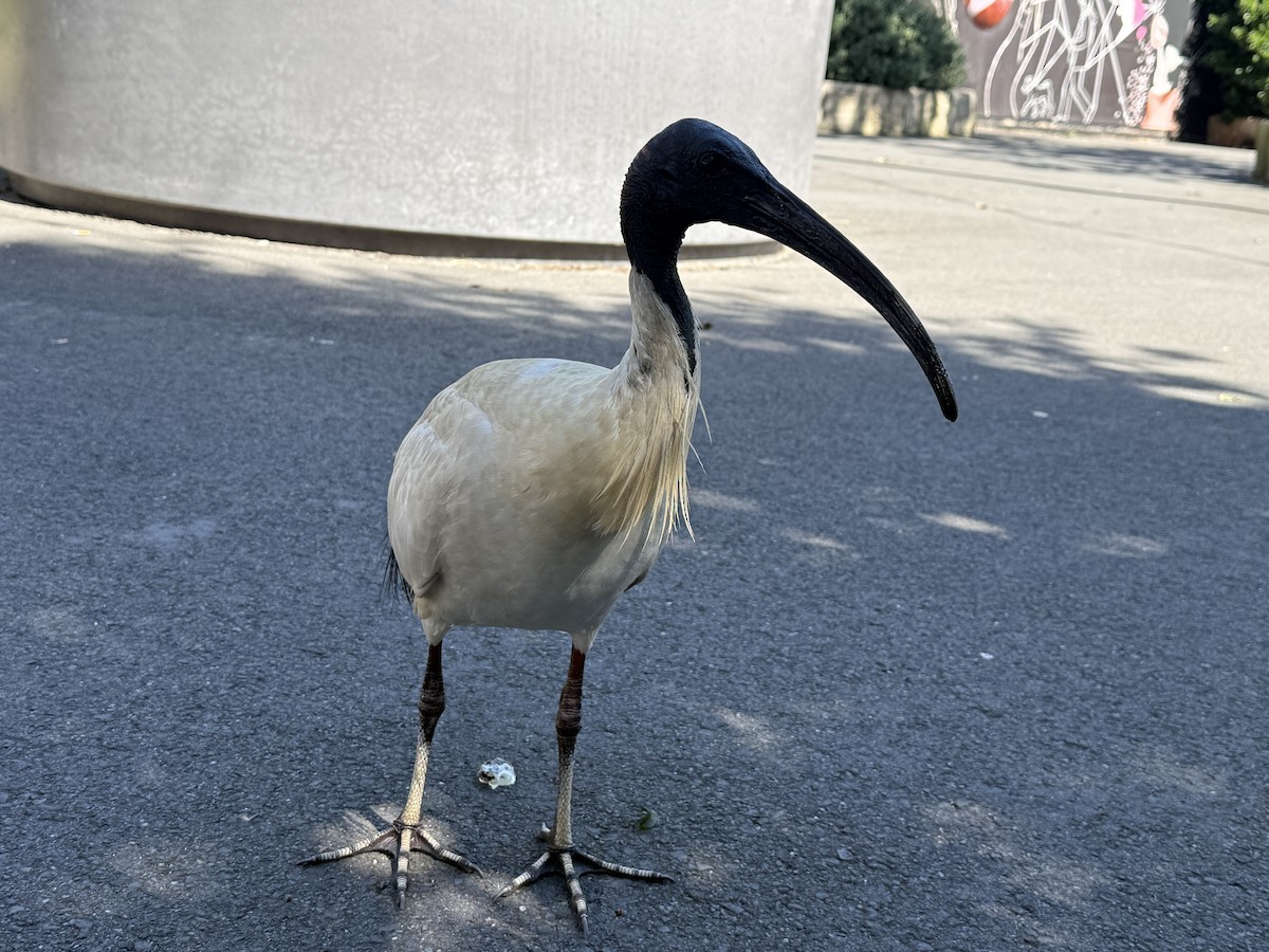 Ibis à cou noir - ML642046904