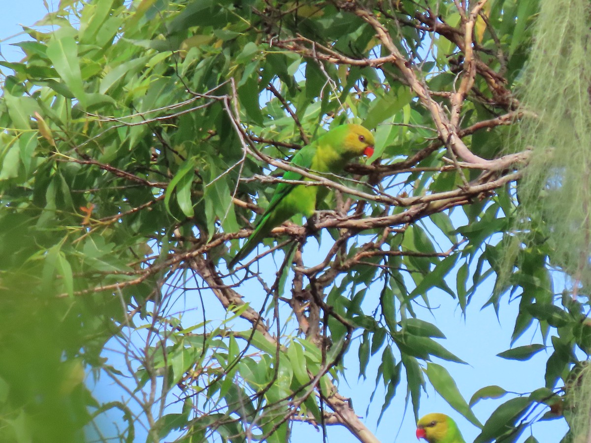 Olive-headed Lorikeet - ML642046911