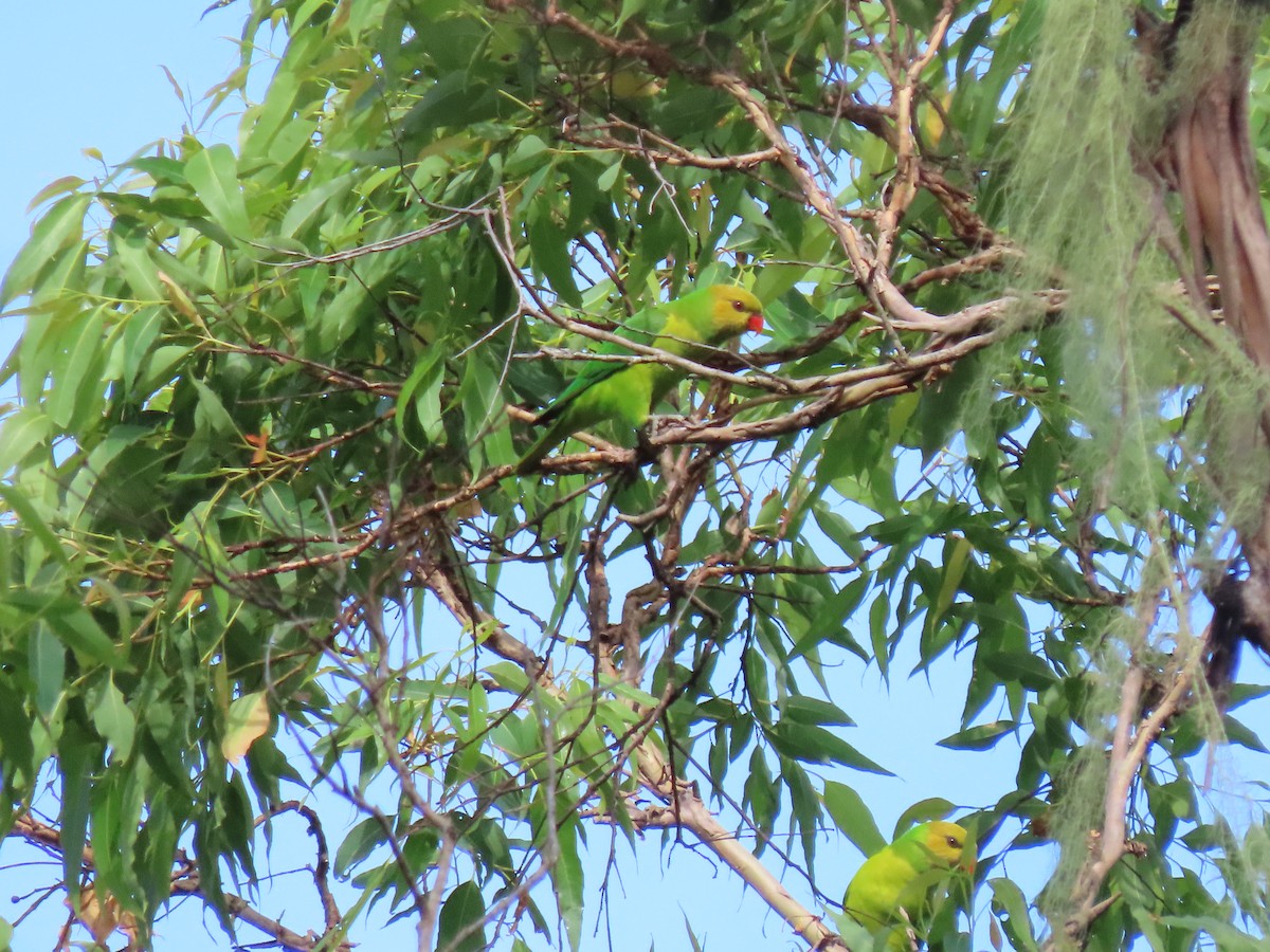 Olive-headed Lorikeet - ML642046912