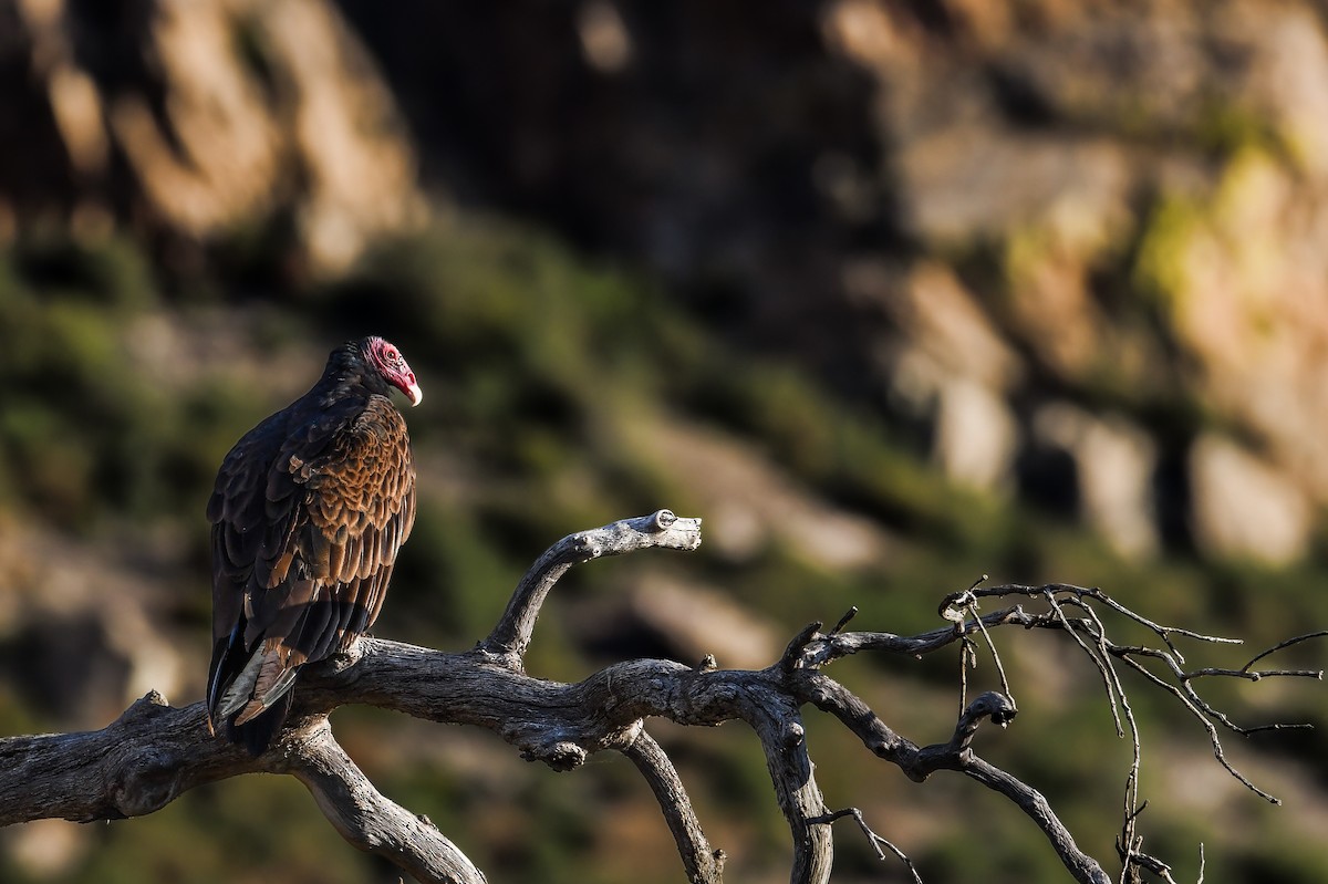 Turkey Vulture - ML642046919