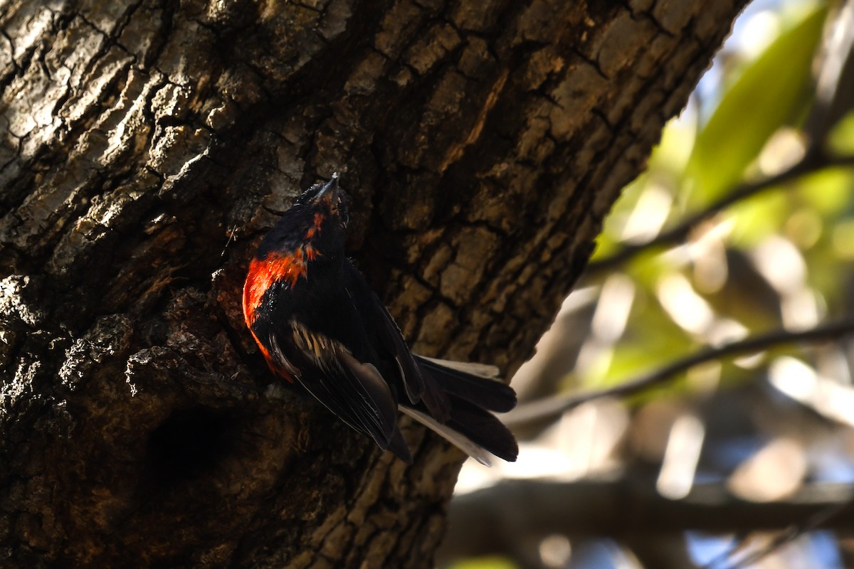 Painted Redstart - ML642046926