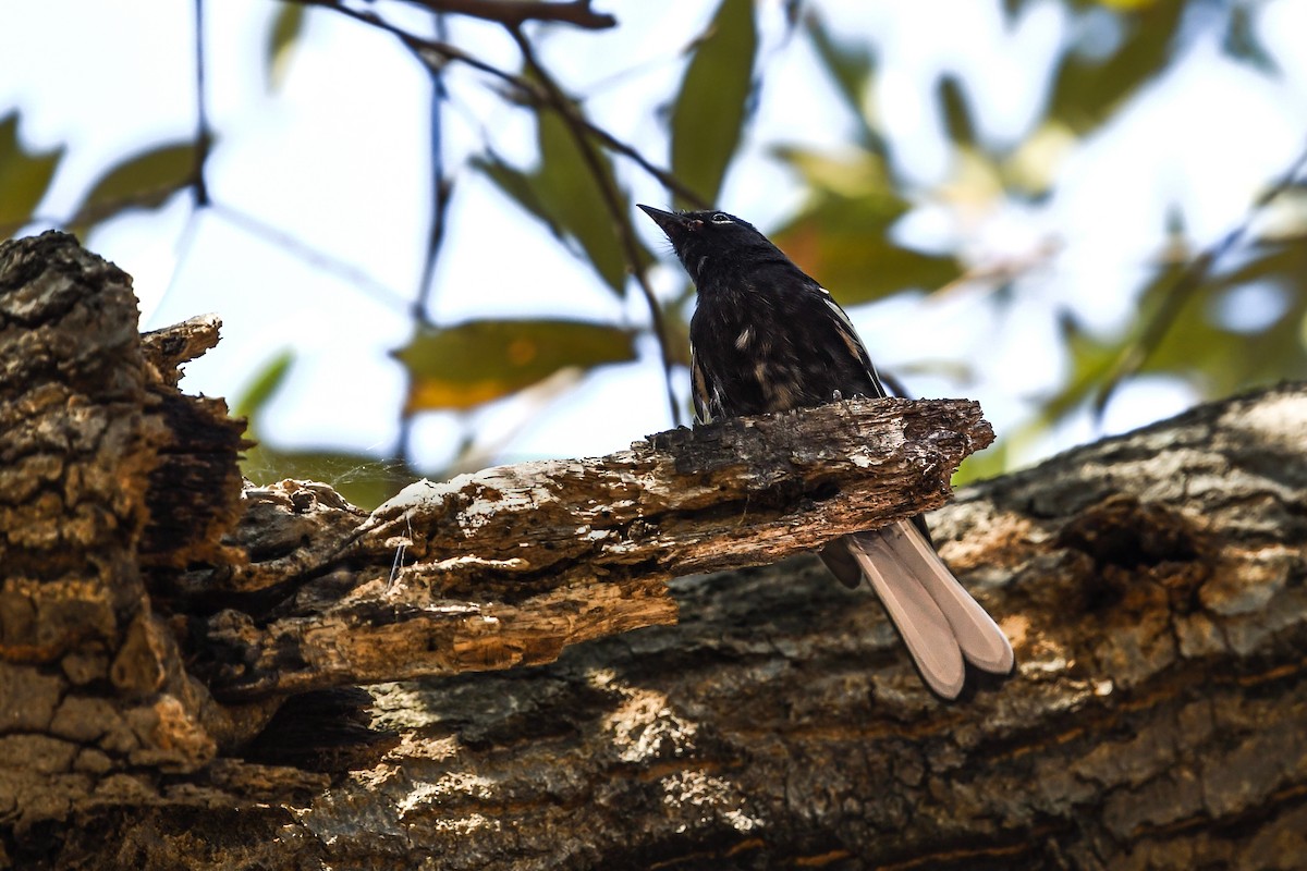Painted Redstart - ML642046927