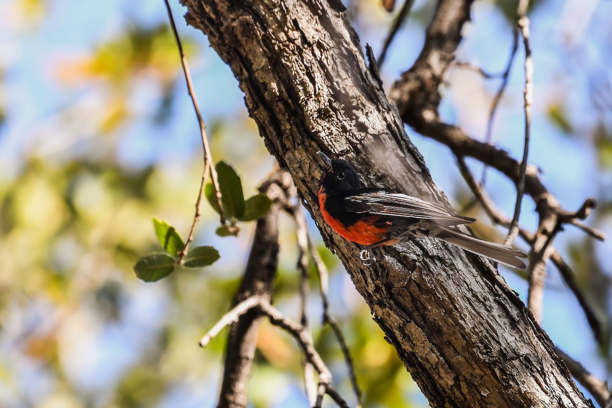 Painted Redstart - ML642046928