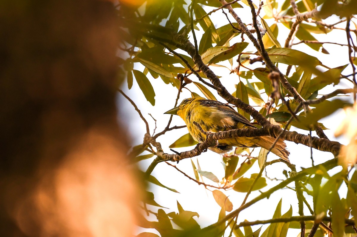 Flame-colored Tanager - ML642046936