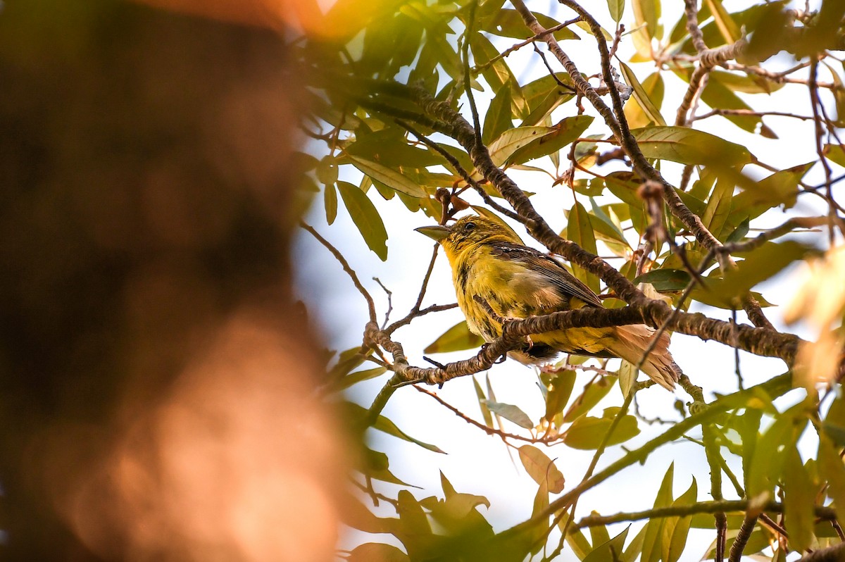 Flame-colored Tanager - ML642046937