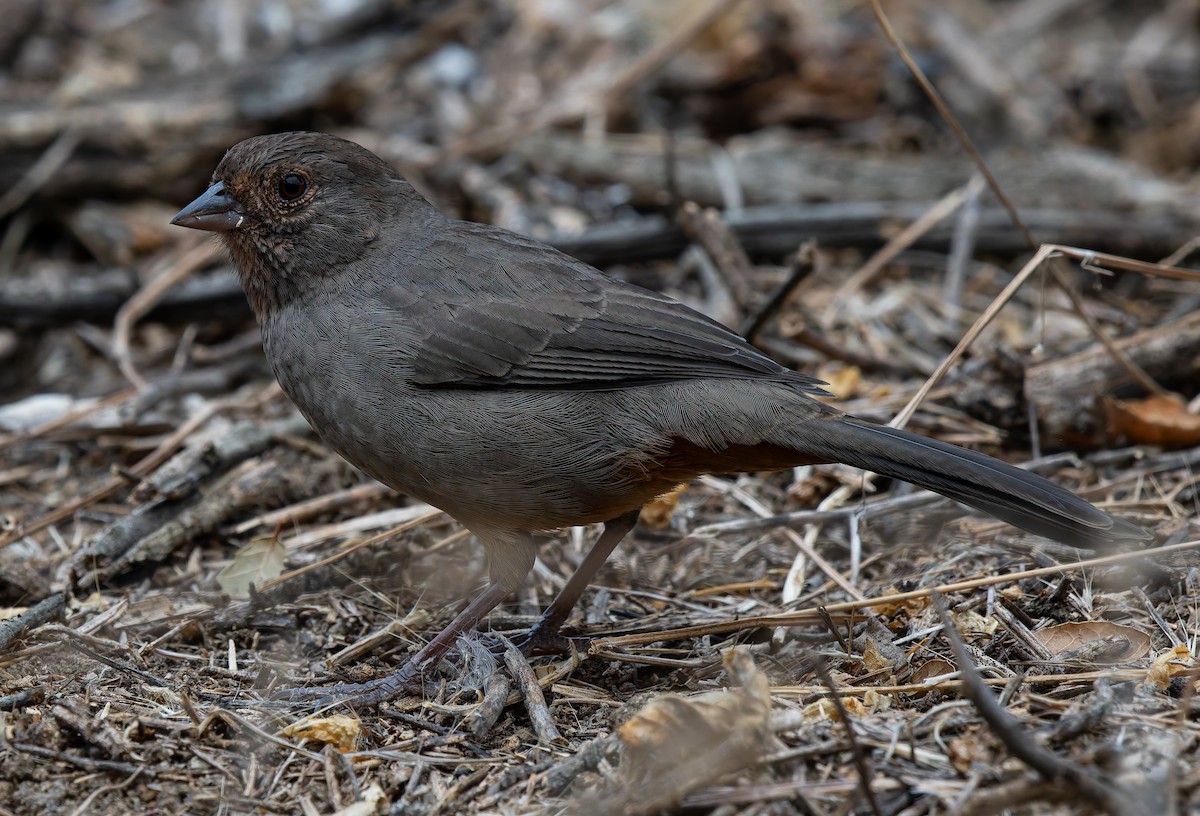California Towhee - ML642046944