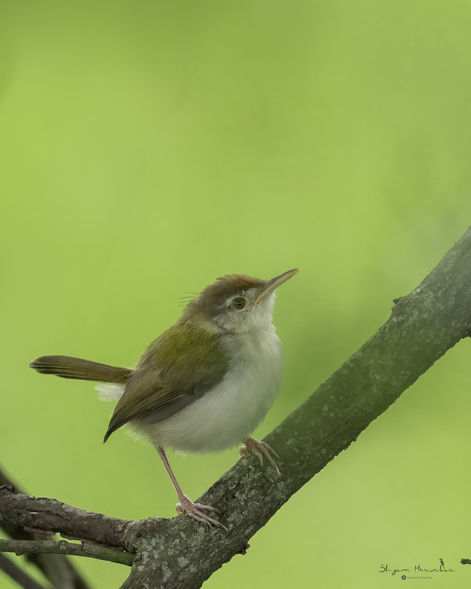Common Tailorbird - ML642046945