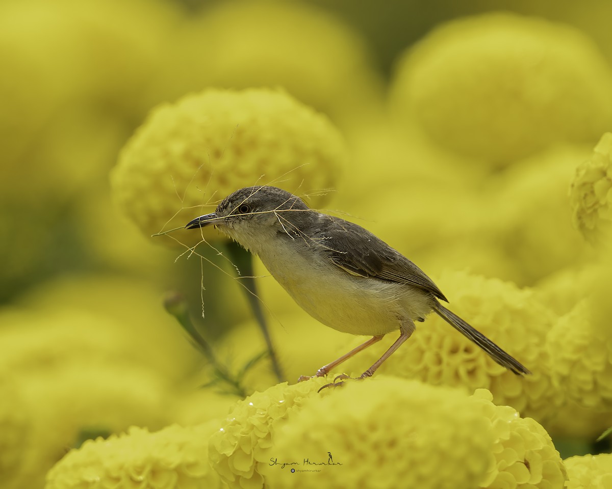 Plain Prinia - ML642046947