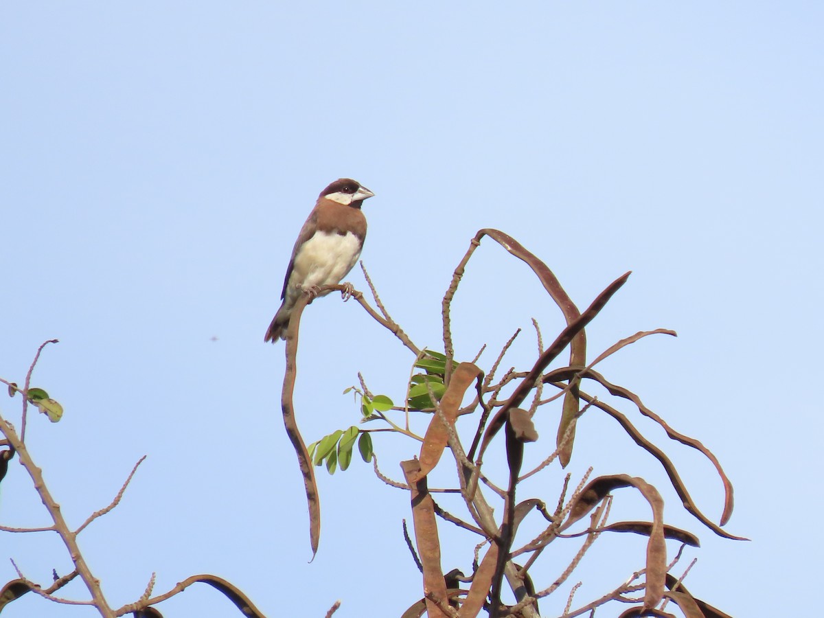 Timor Sparrow - ML642046953