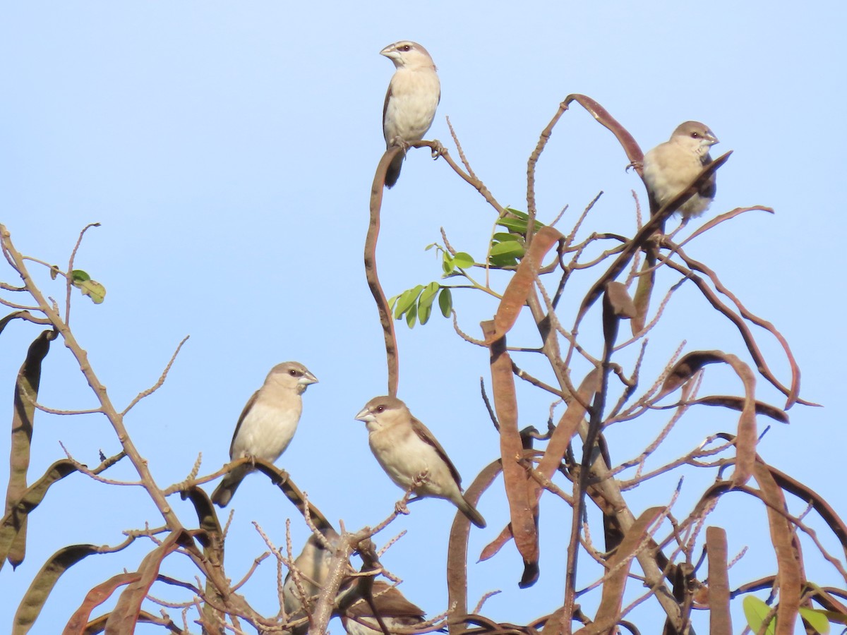 Timor Sparrow - ML642046954