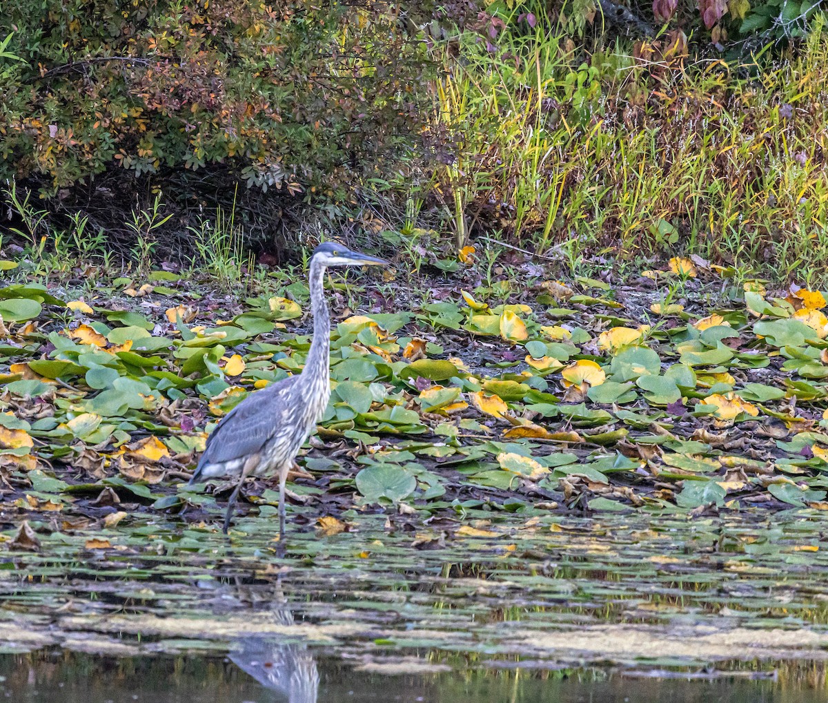 Great Blue Heron - ML642046960