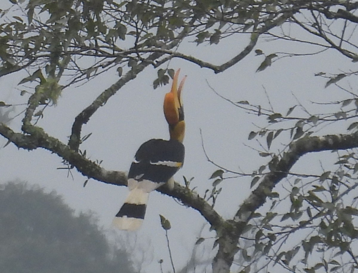 Great Hornbill - ML642046964