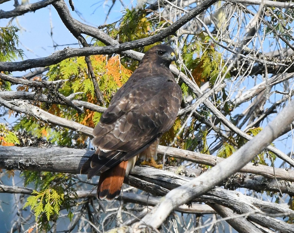 Red-tailed Hawk - ML642046965