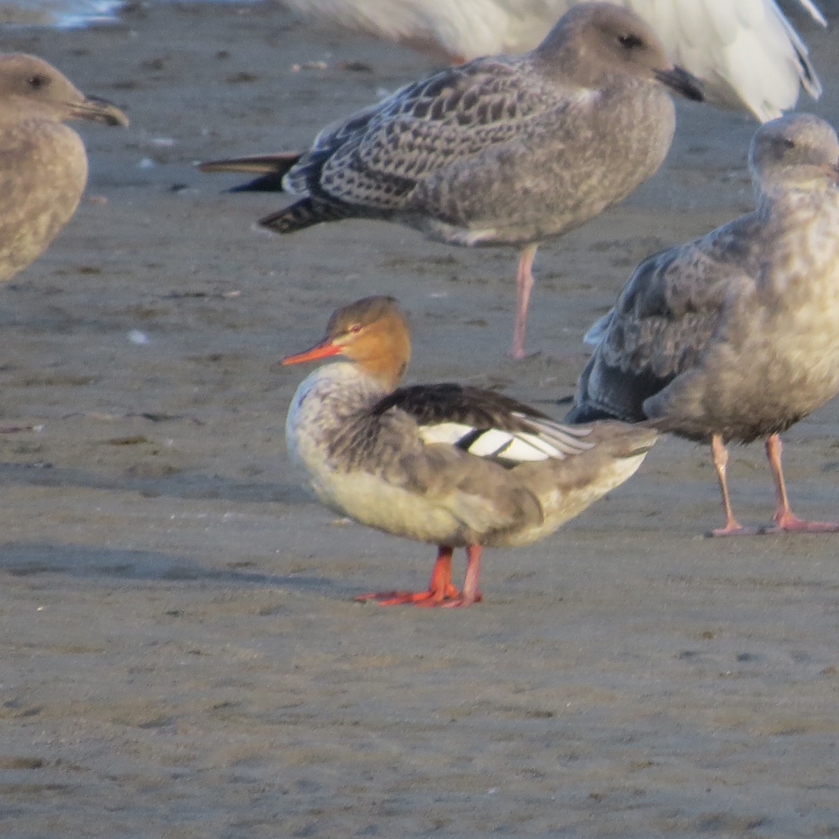 Red-breasted Merganser - ML642046976