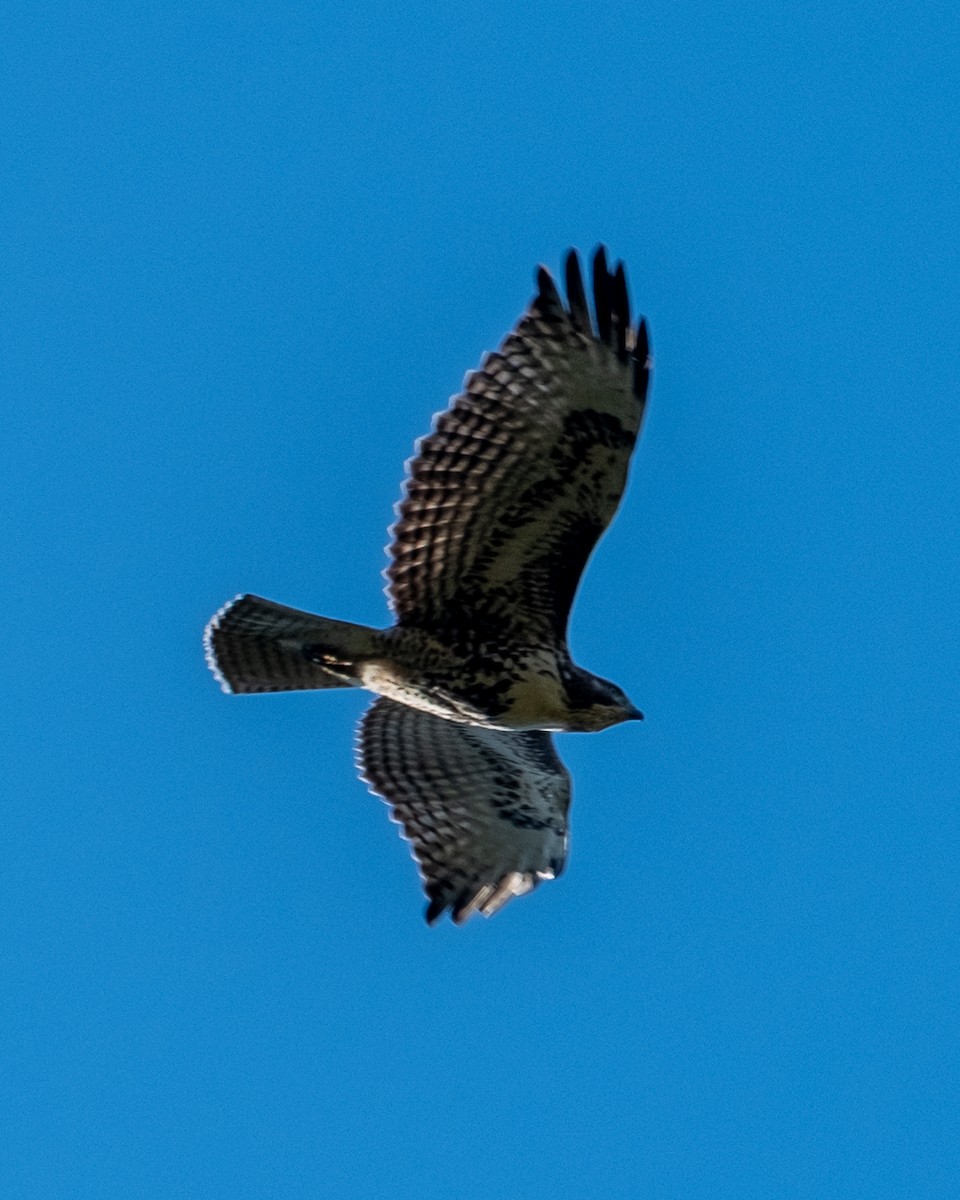 Red-tailed Hawk - ML642046979