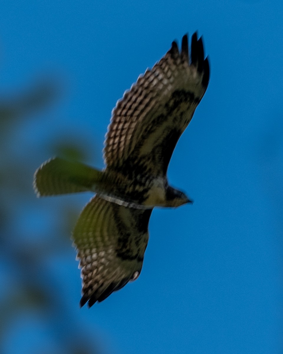 Red-tailed Hawk - ML642046980