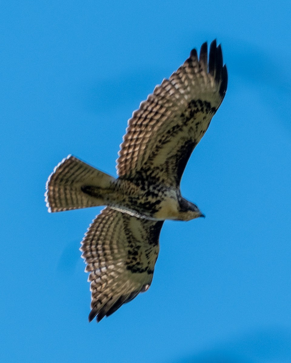 Red-tailed Hawk - ML642046981