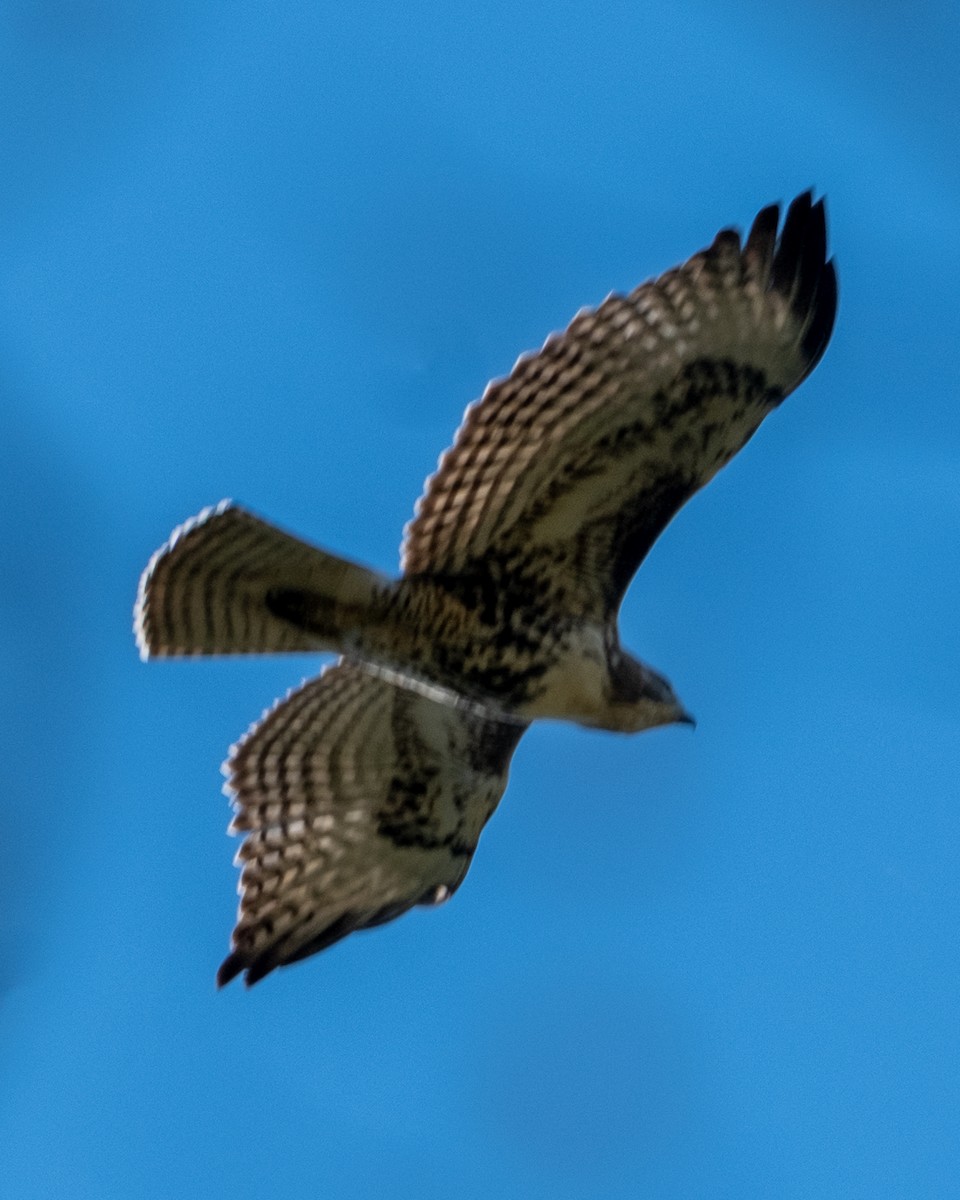 Red-tailed Hawk - ML642046982