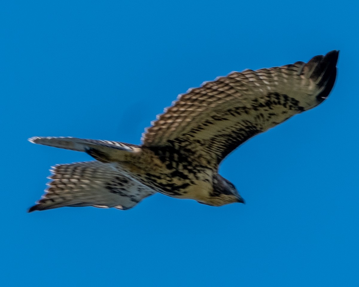 Red-tailed Hawk - ML642046983