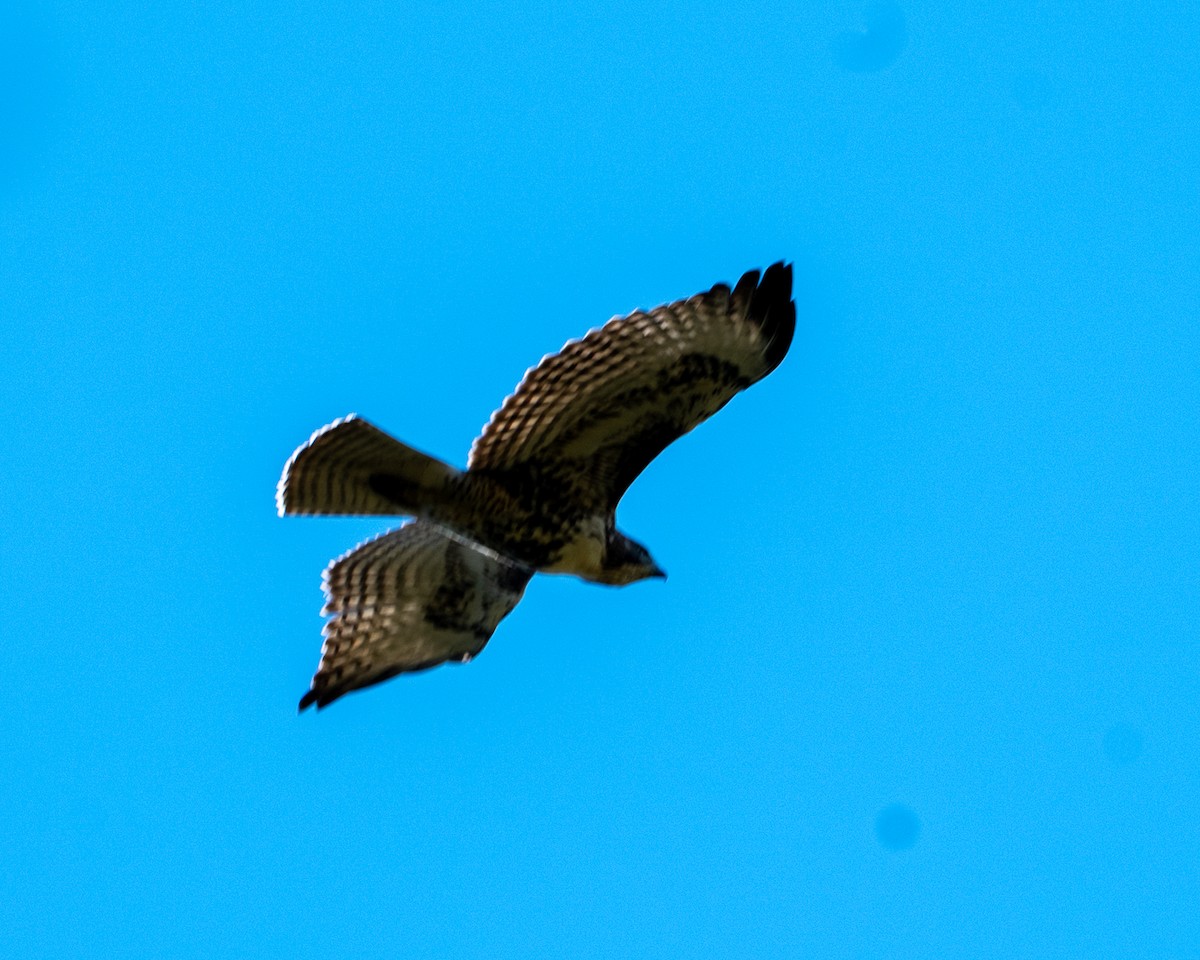 Red-tailed Hawk - ML642046984
