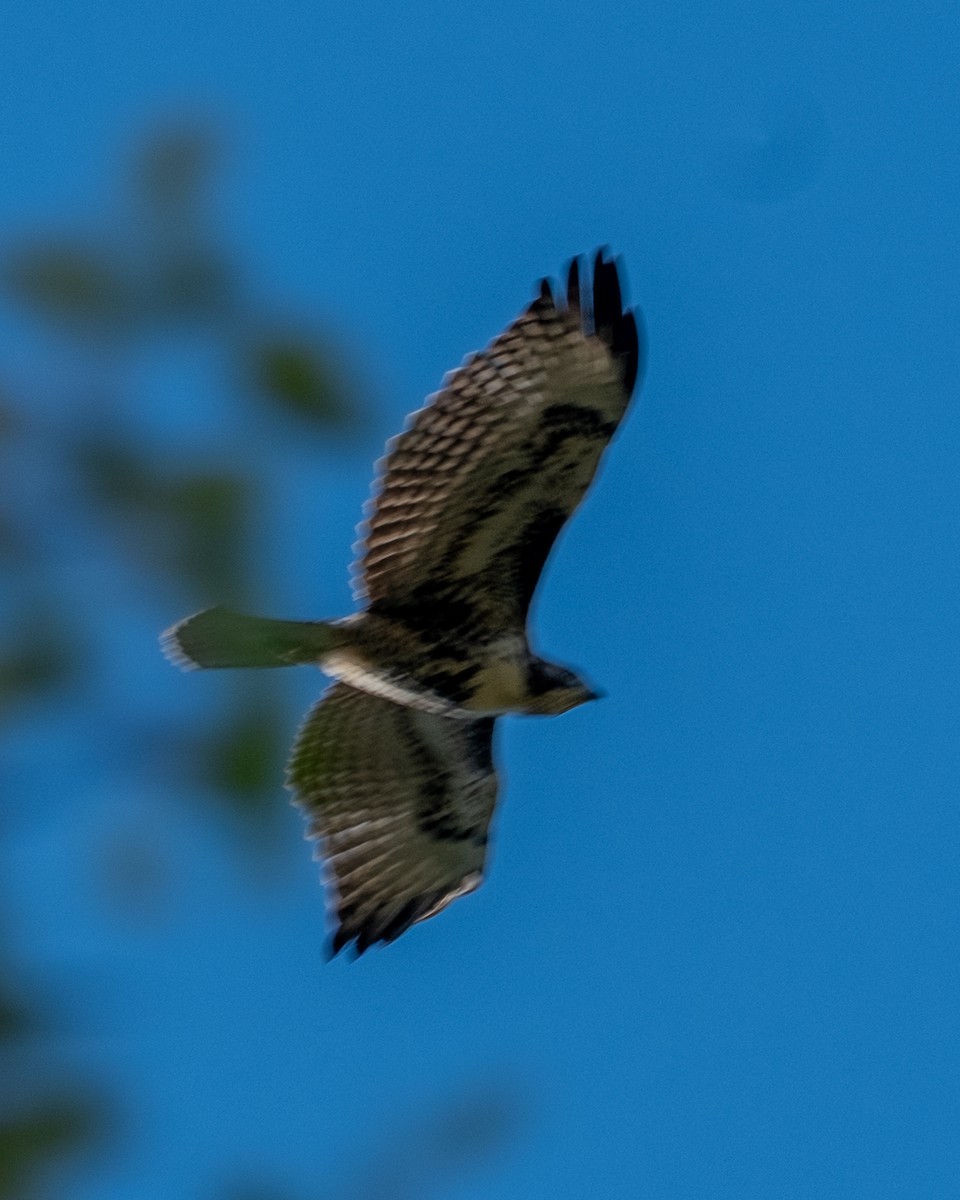 Red-tailed Hawk - ML642046985