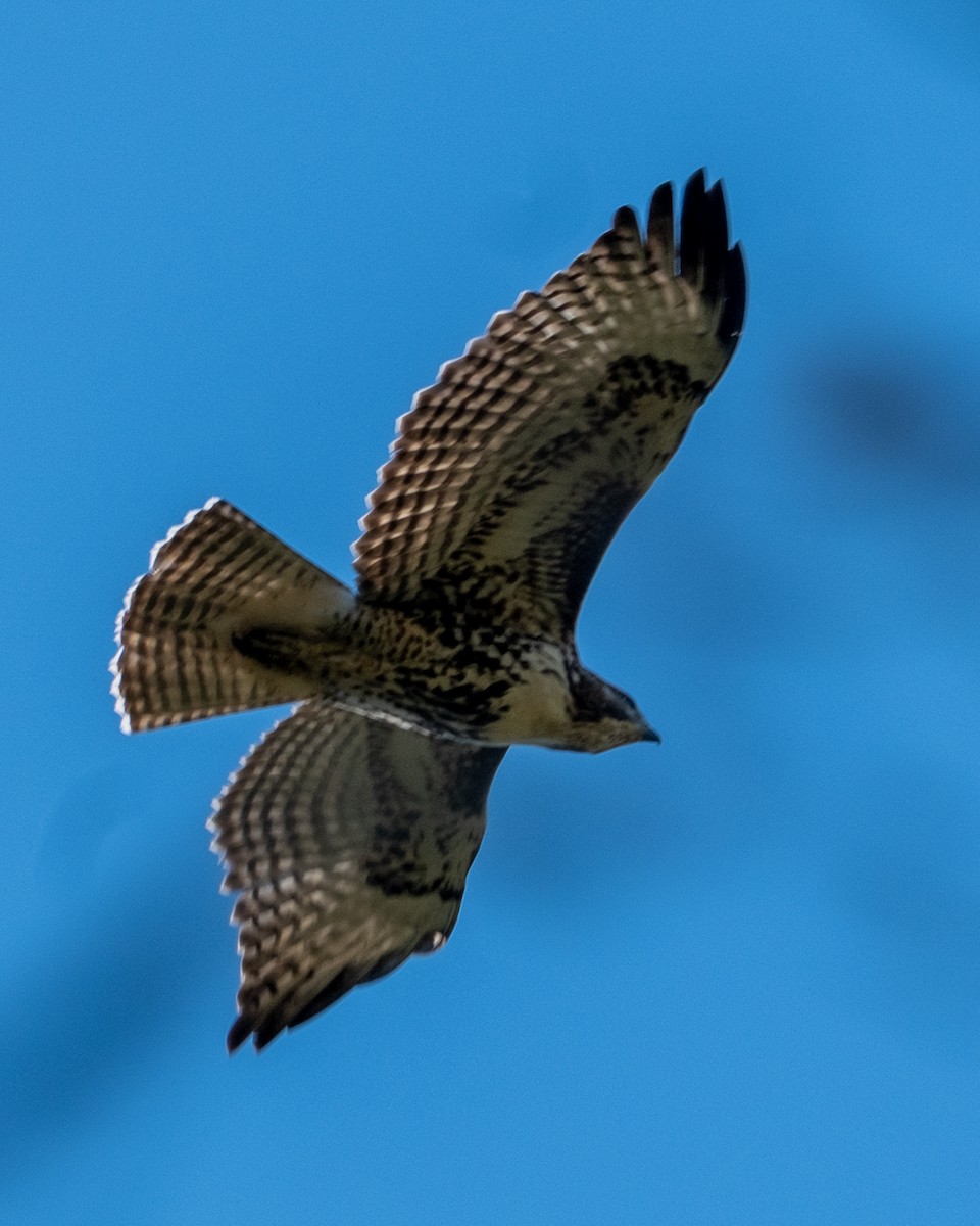 Red-tailed Hawk - ML642046986