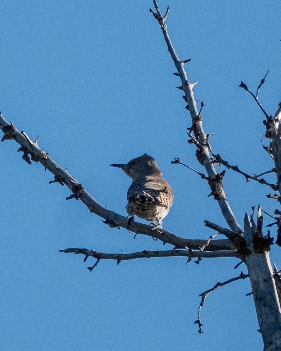 Northern Flicker - ML642046992