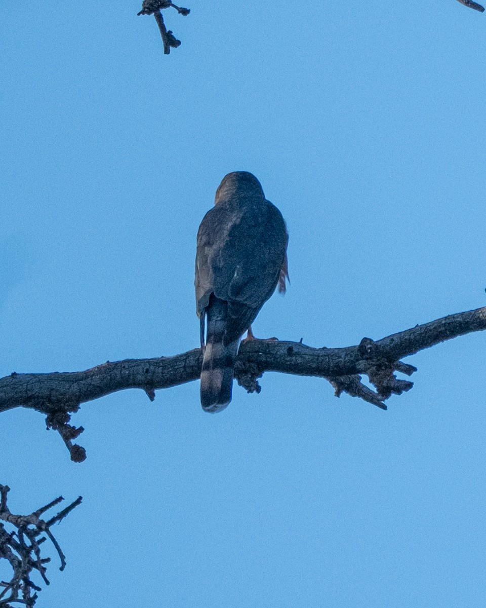 Sharp-shinned/Cooper's Hawk - ML642046997
