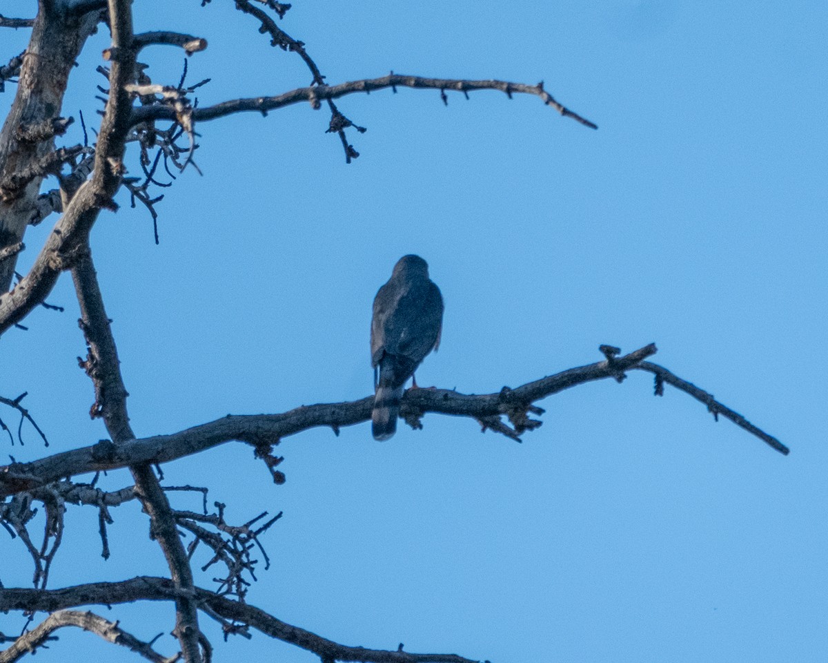 Sharp-shinned/Cooper's Hawk - ML642046998