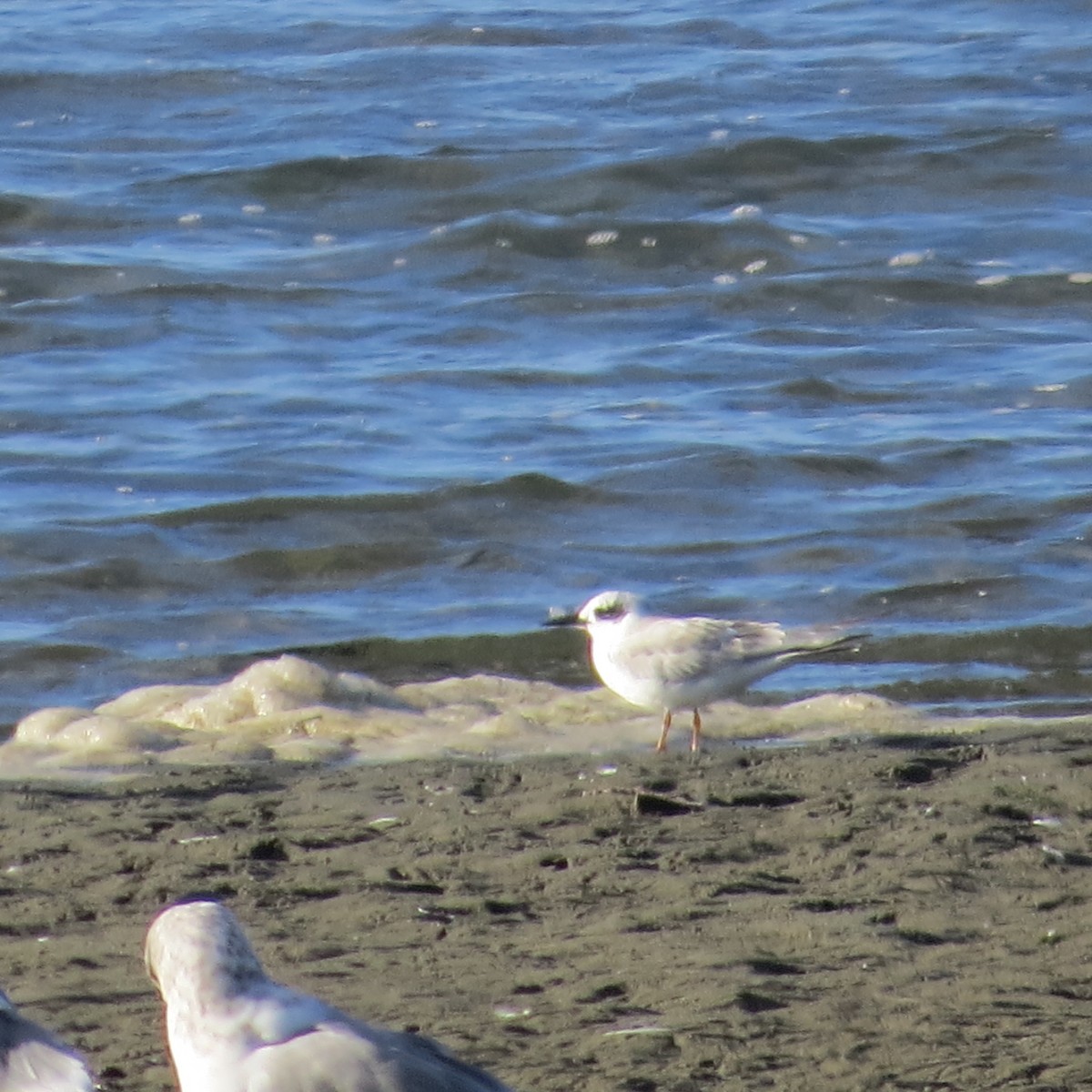 Forster's Tern - ML642047009