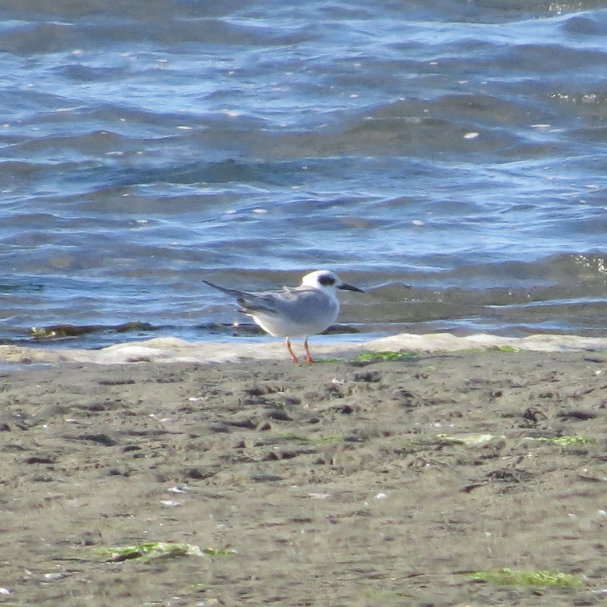Forster's Tern - ML642047010