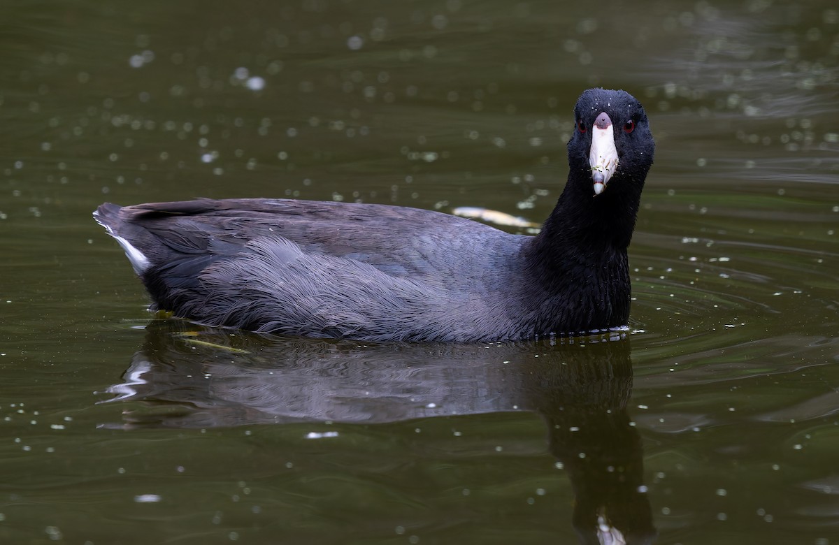 American Coot - ML642047021